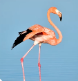 Gambar burung flamingo.