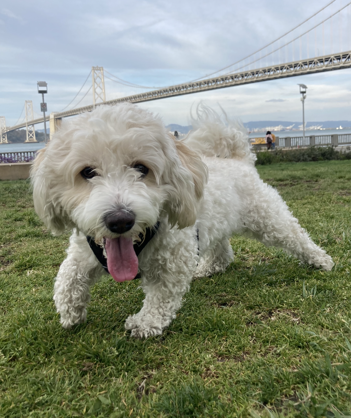 Ein kleiner, weißer Hund mit schwarzer Nase und rosa Zunge rennt über eine Wiese mit einer Brücke im Hintergrund.